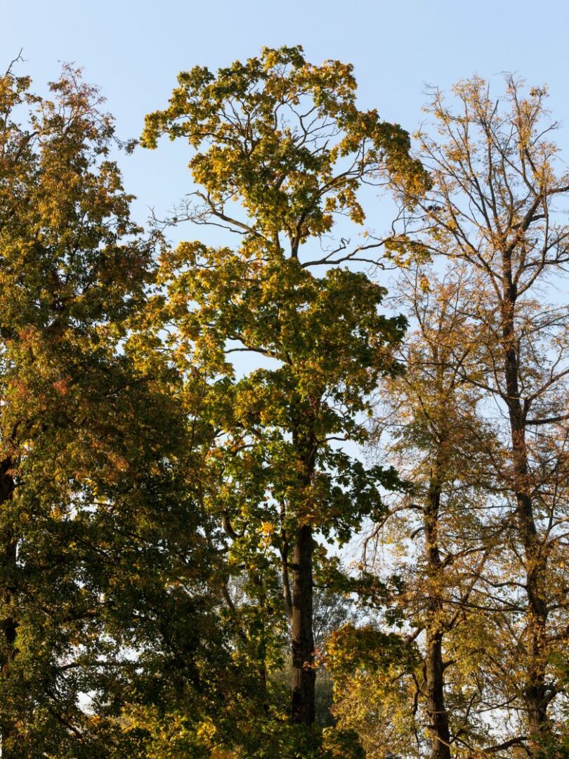 Laubbaum.