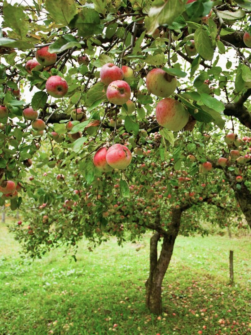 Apfelbaum.